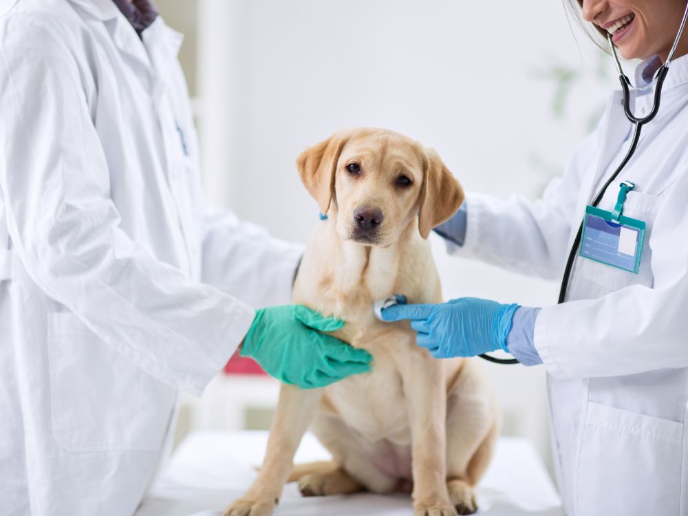 8 sinais de cachorro com problemas de articulação 2 sinais de cachorro com problemas de articulação
