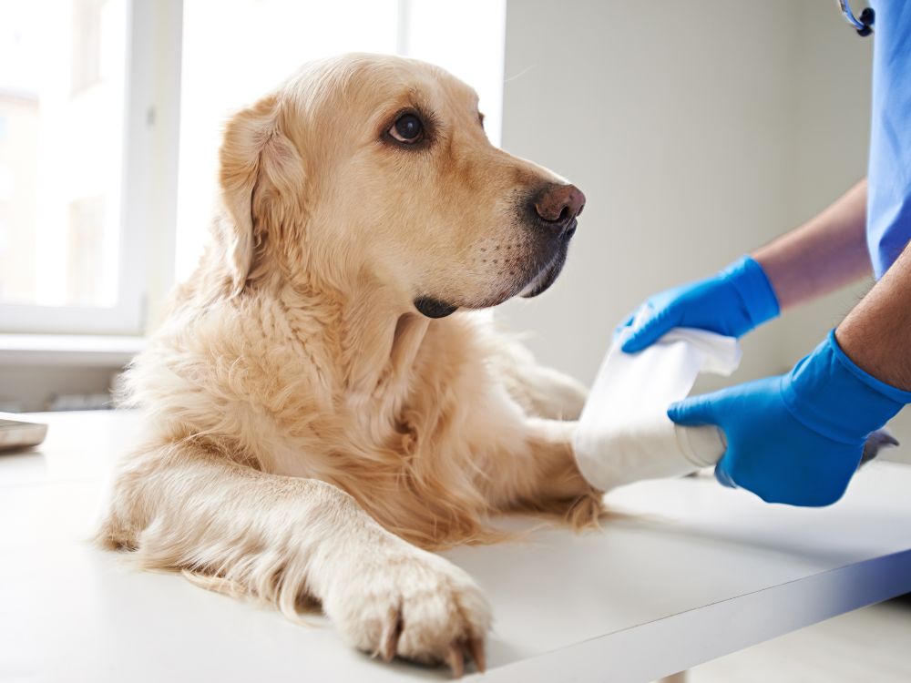 8 sinais de cachorro com problemas de articulação 3 sinais de cachorro com problemas de articulação
