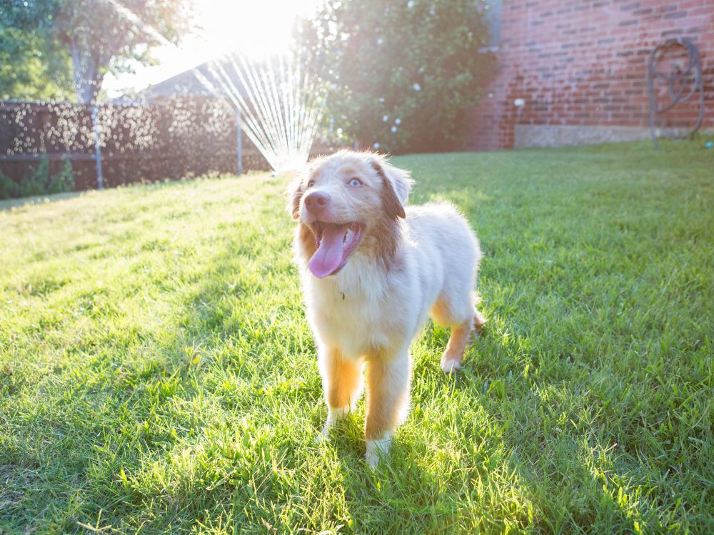 Cão com espaço em casa precisa passear? 1 Cão com espaço em casa precisa passear?