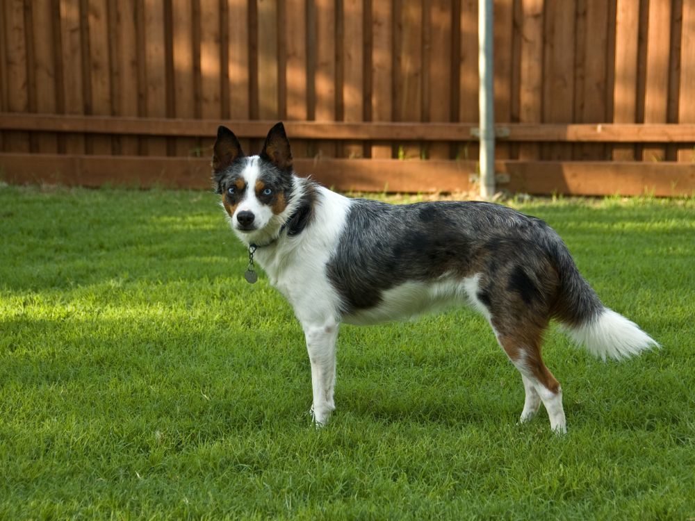 Cão com espaço em casa precisa passear?