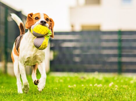 Cão com espaço em casa precisa passear?