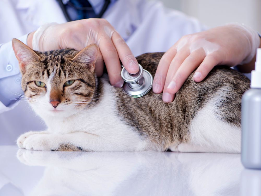 Estes produtos podem causar intoxicação no gato!