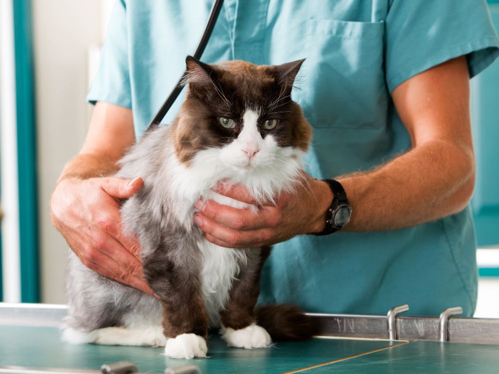 Estes produtos podem causar intoxicação no gato!
