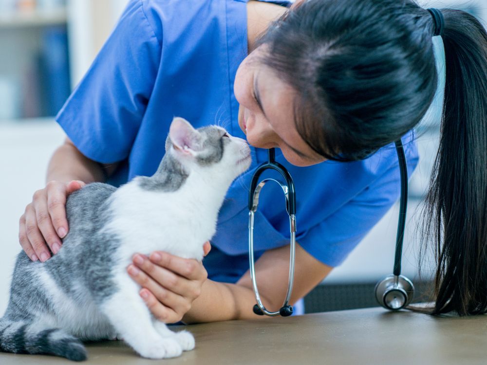 Estes produtos podem causar intoxicação no gato!