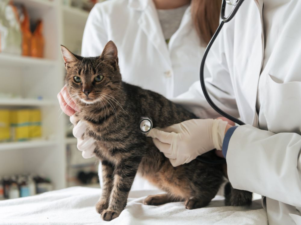 Estes produtos podem causar intoxicação no gato!