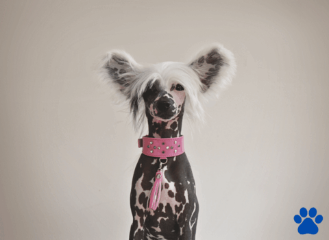 Chinese Crested Dog