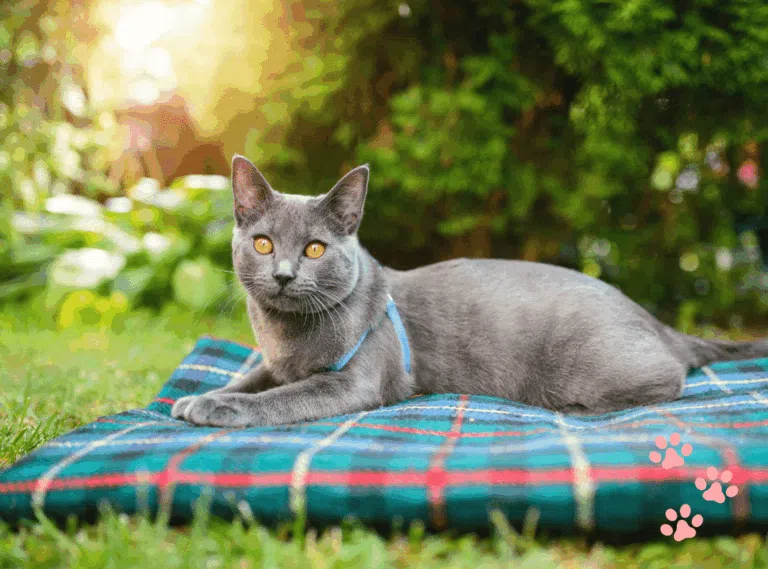 Chartreux é um dos gatos cinzentos