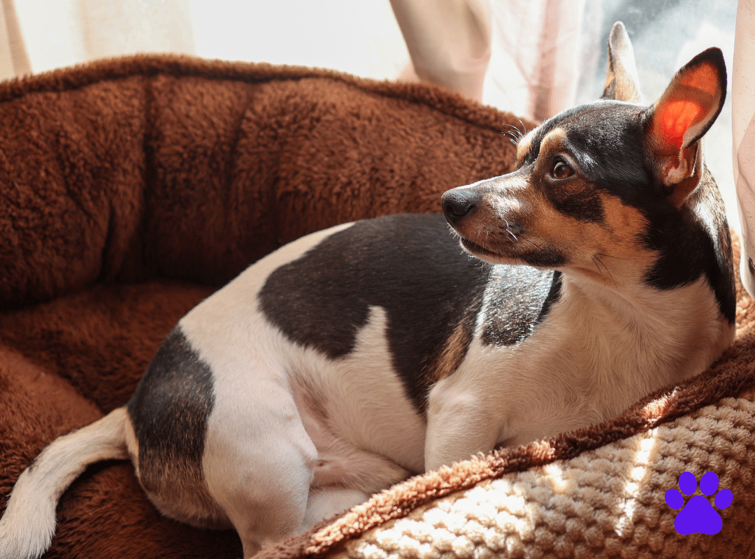 Jack-Chi
