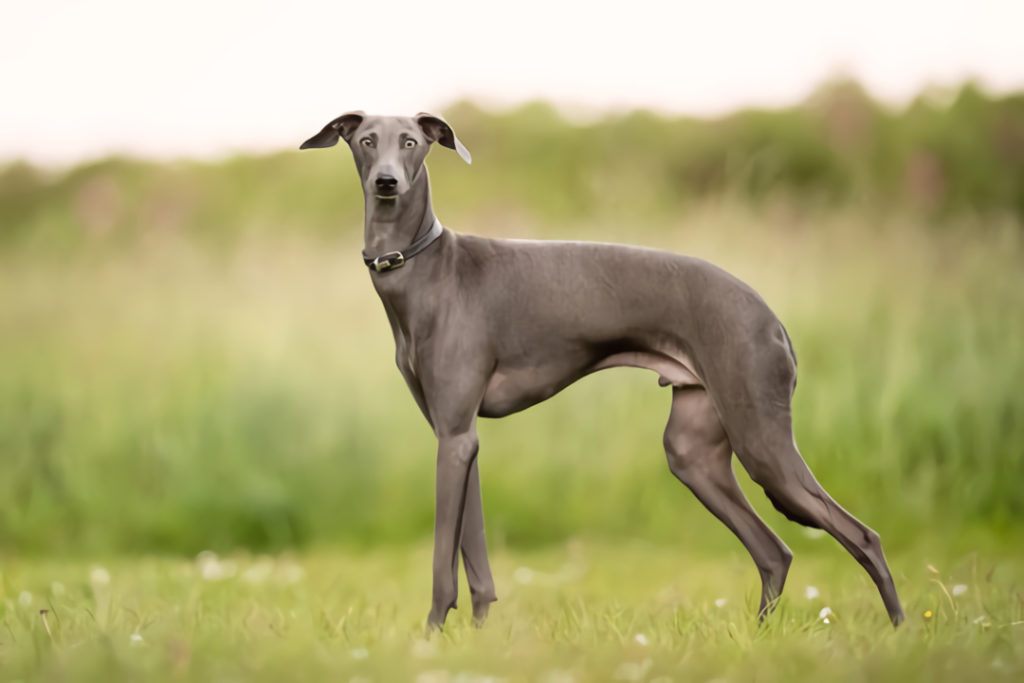 Greyhound-1024x683
