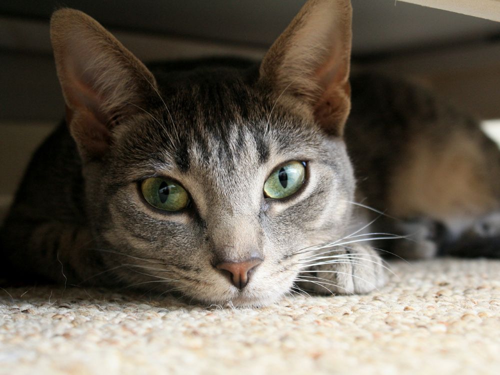 Por que os gatos se escondem?