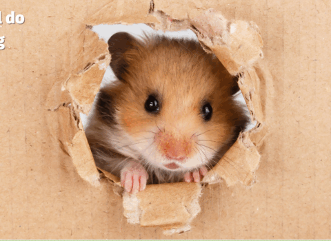 Hamsters