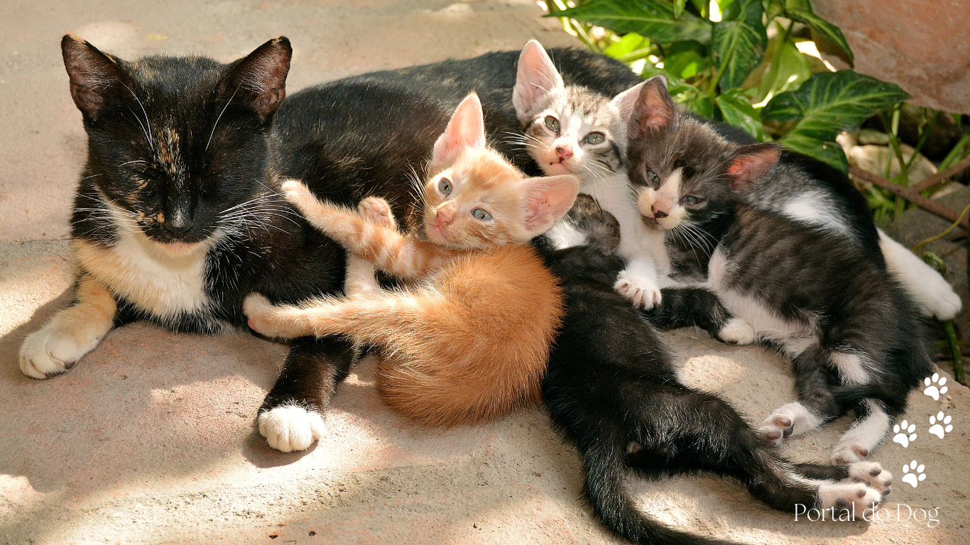 Quando um gatinho para de crescer? 3 gatos filhotes