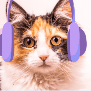 gato ouvindo música, que tipo de música os gatos gostam