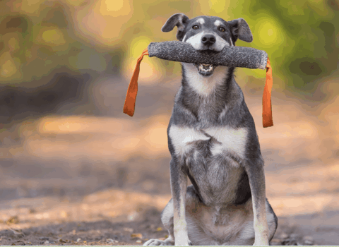 cachorro treinando/ exercício mental em cães