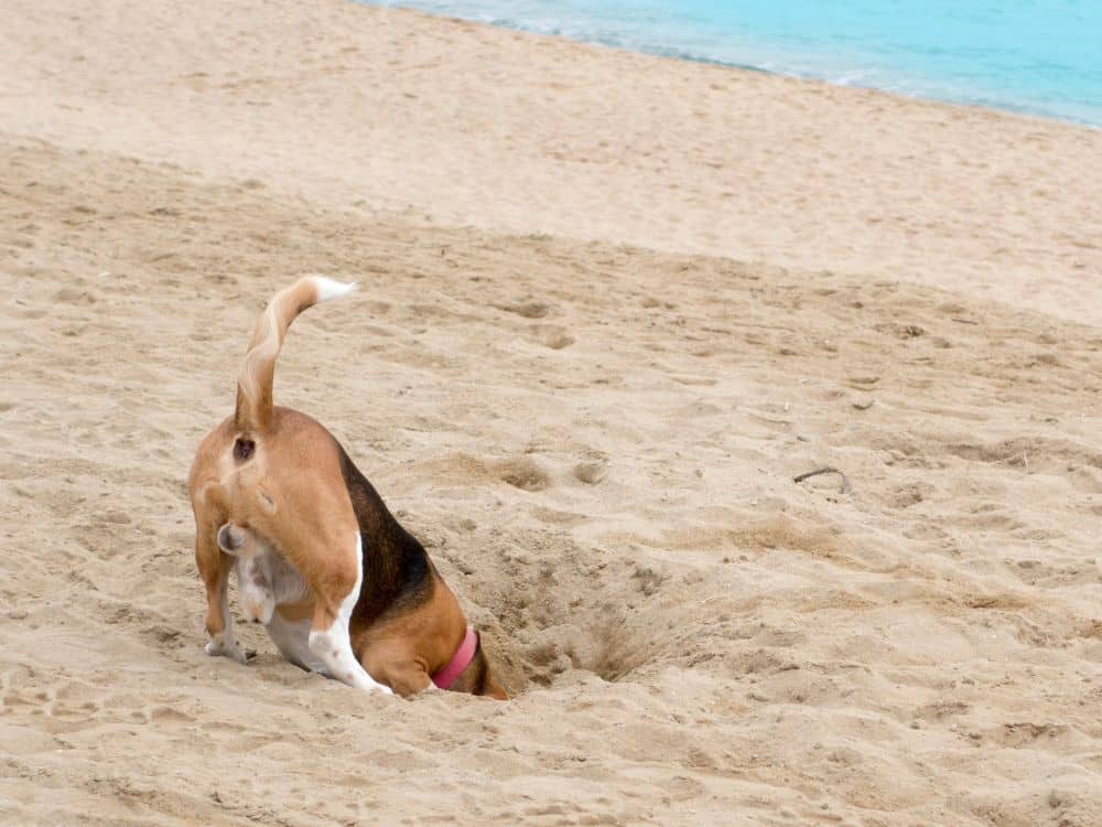 cães enterram os seus brinquedos