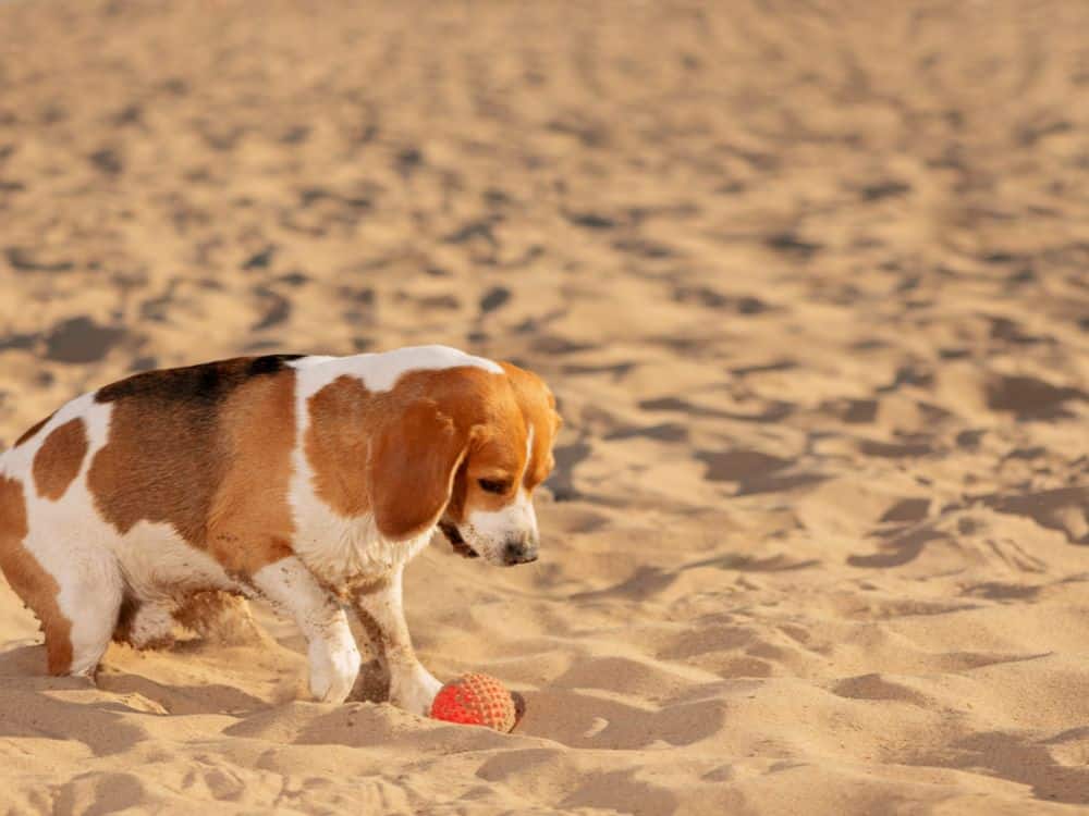 cães enterram os seus brinquedos