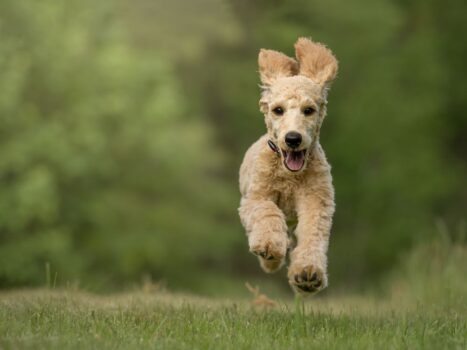 caminhar ou correr com o cachorro