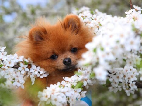 cuidados com o pet na primavera