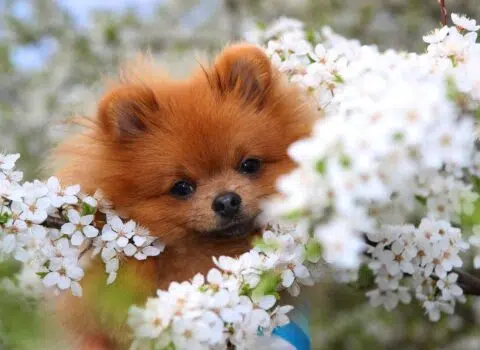 cuidados com o pet na primavera