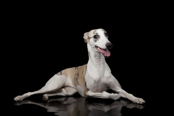 depositphotos_29944537-stock-photo-whippet