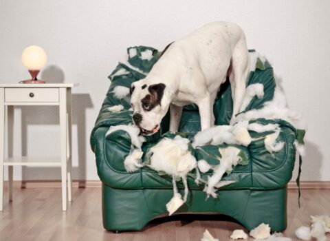 evitar que o cachorro roa os móveis