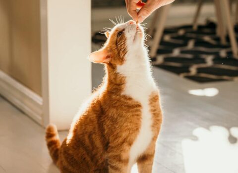 gato sabe quem é seu dono