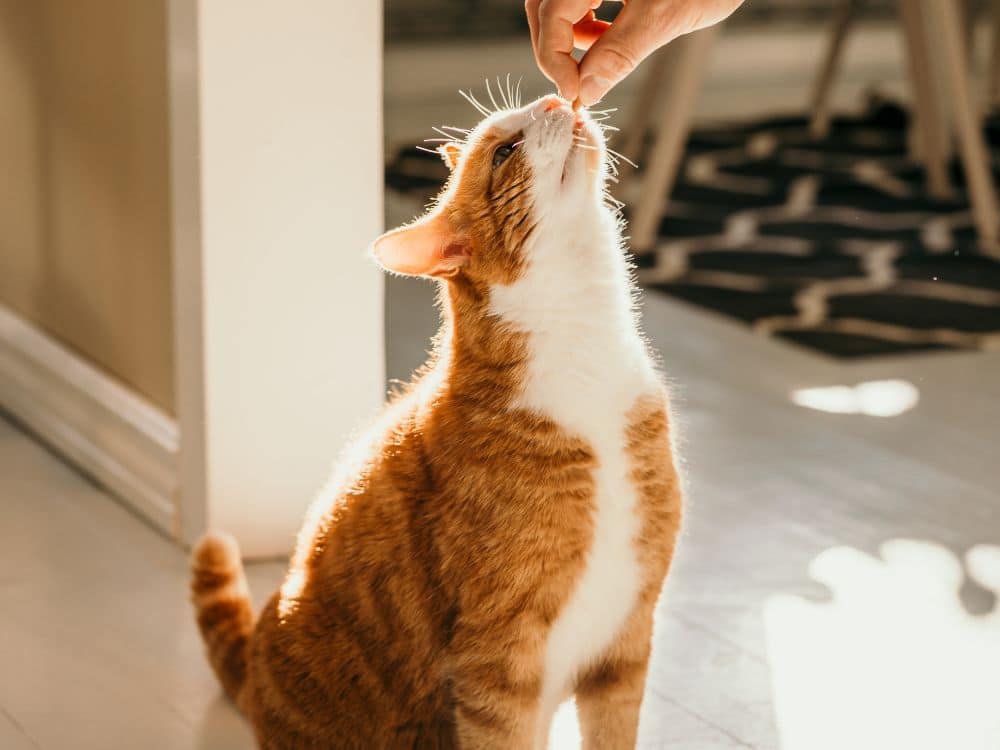 gato sabe quem é seu dono