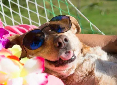 incentivar um cachorro preguiçoso