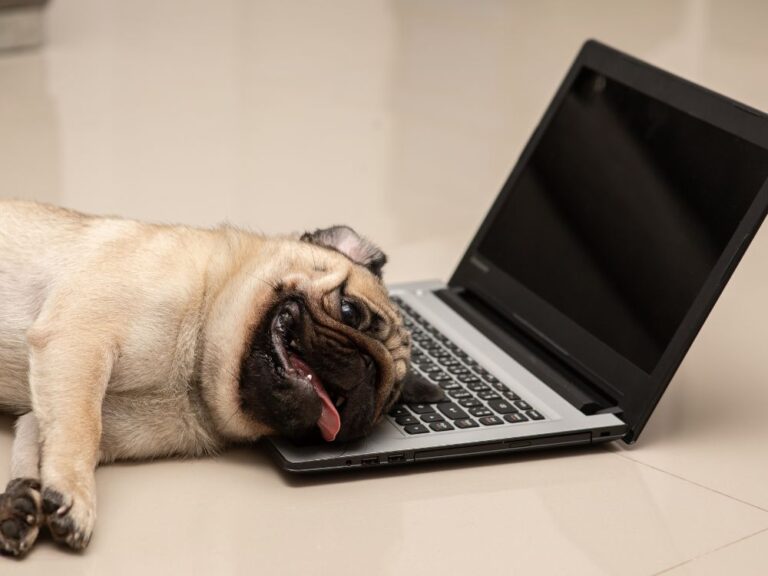 incentivar um cachorro preguiçoso
