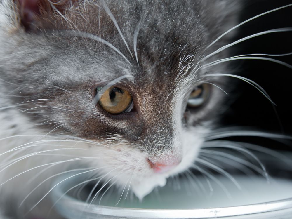 leite de vaca para gato