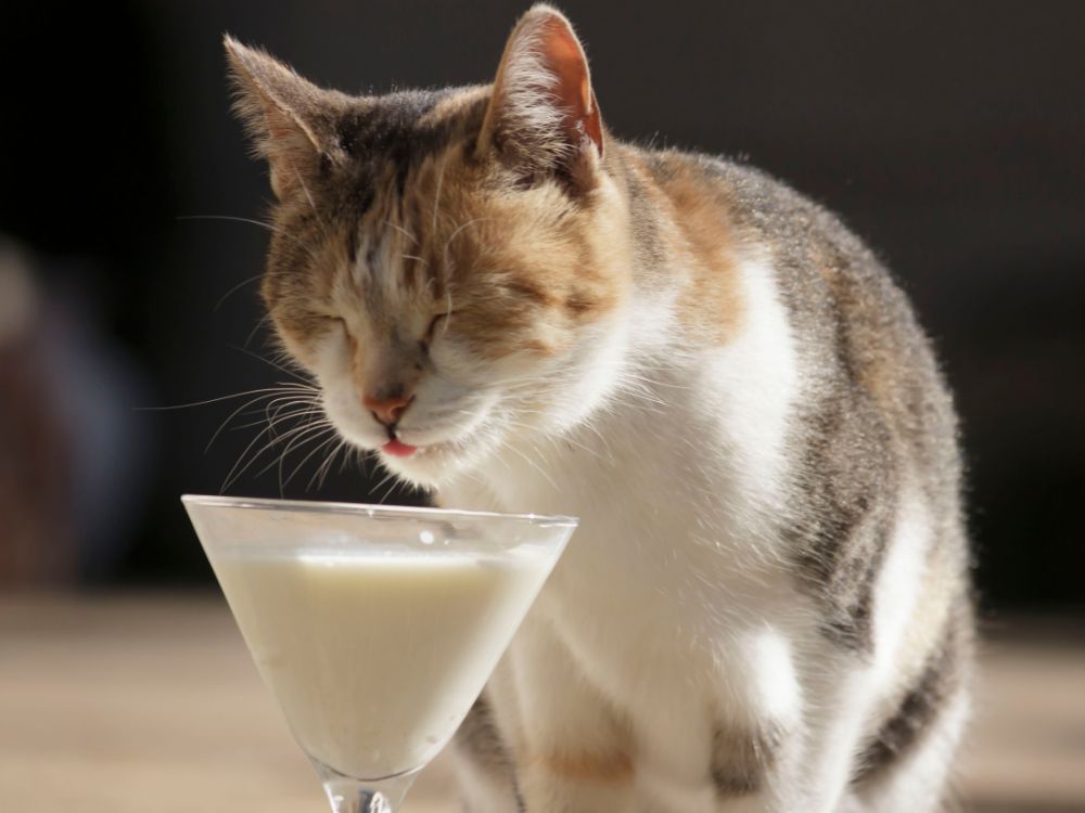 leite de vaca para gato