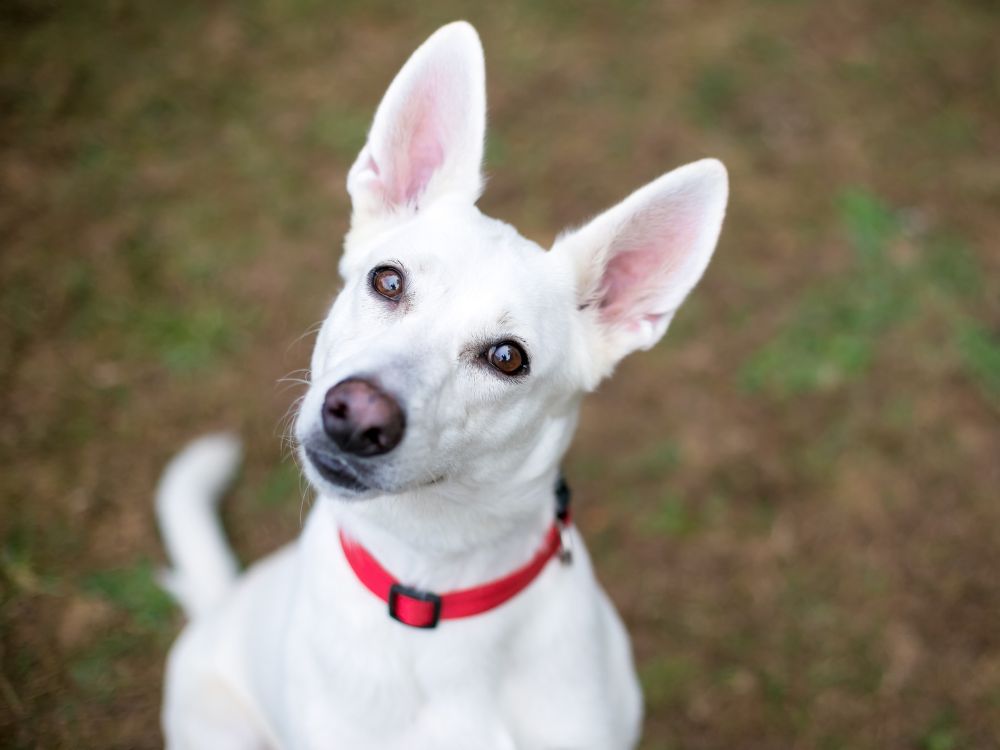 linguagem corporal dos cães
