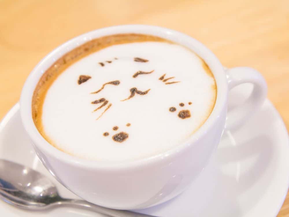 Cafés que aceitam gatos
