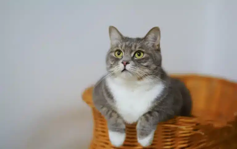 Câncer de mama em gatas