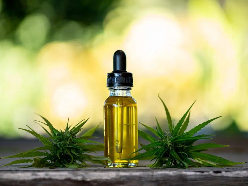 Cannabis para animais é aprovada pela ANVISA