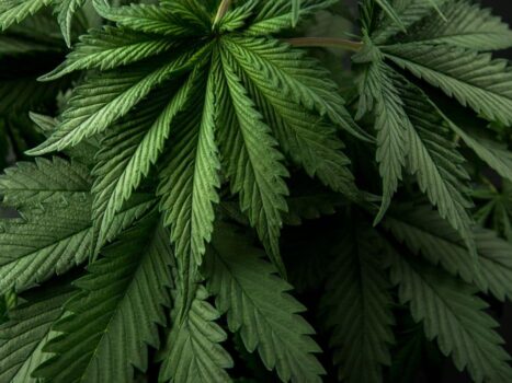 Cannabis para animais é aprovada pela ANVISA