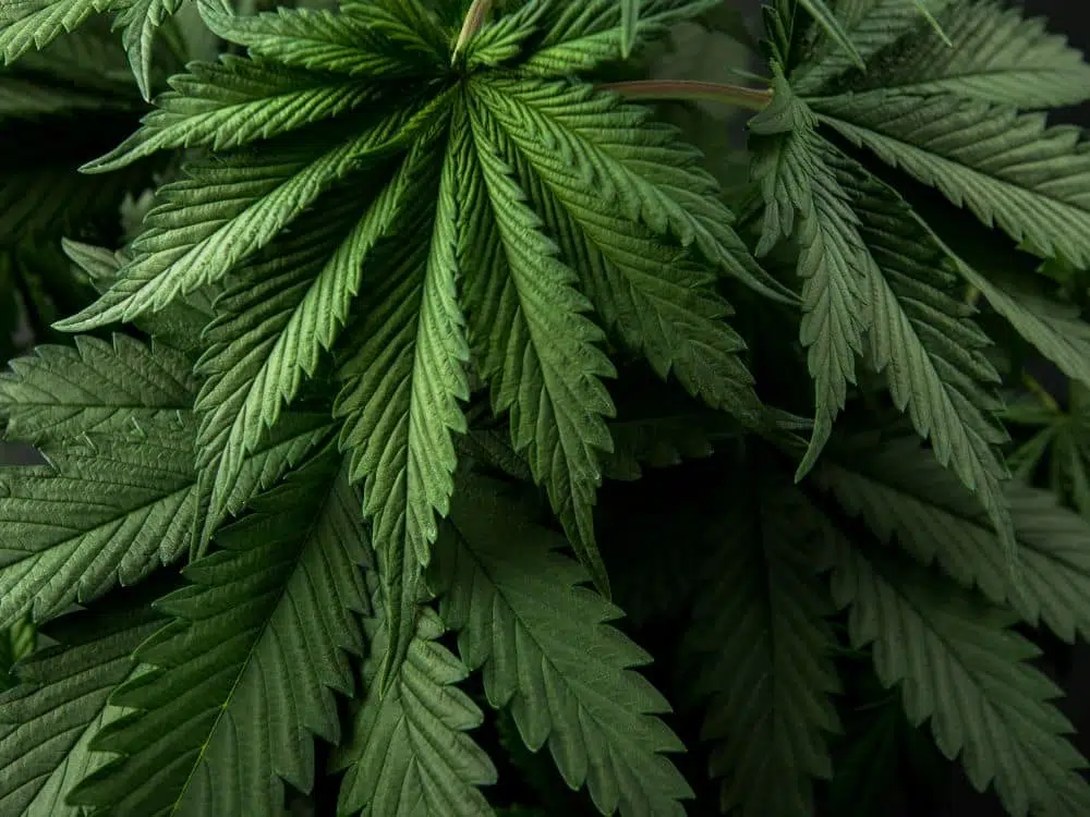Cannabis para animais é aprovada pela ANVISA