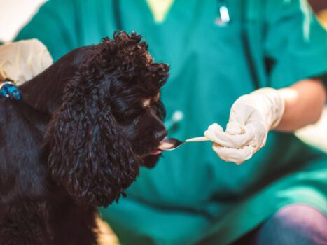 Como dar remédio líquido para cachorro?