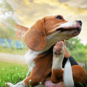 Cachorro com alergia a grama