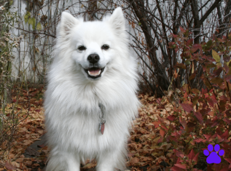 American Eskimo