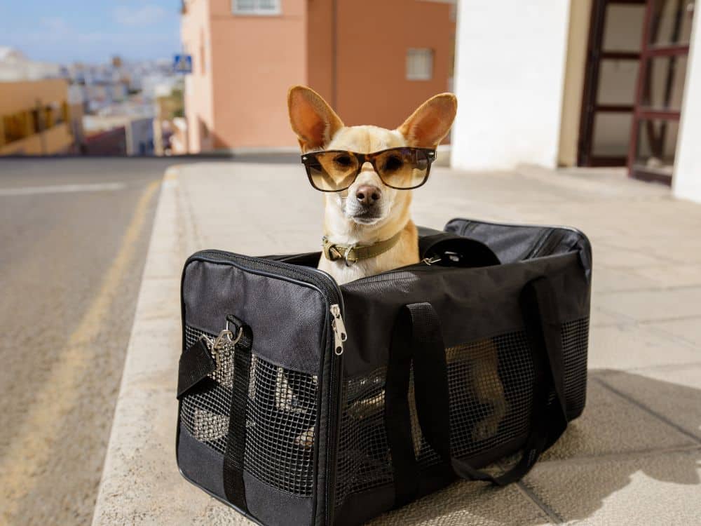 Novas diretrizes para transporte de pets em aviões