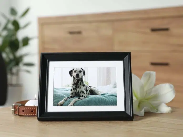 O que fazer quando cachorro morre?