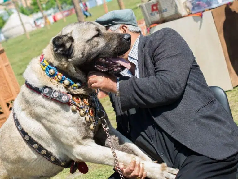 cachorro mais forte do mundo