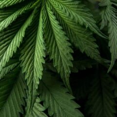 Cannabis para animais é aprovada pela ANVISA