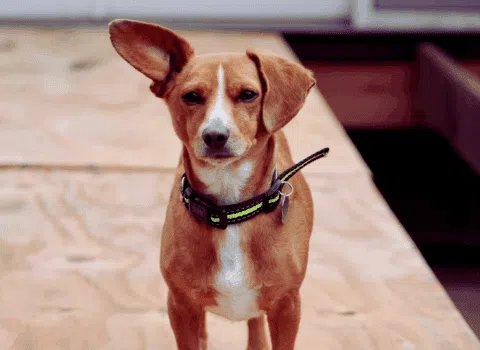 Chiweenie