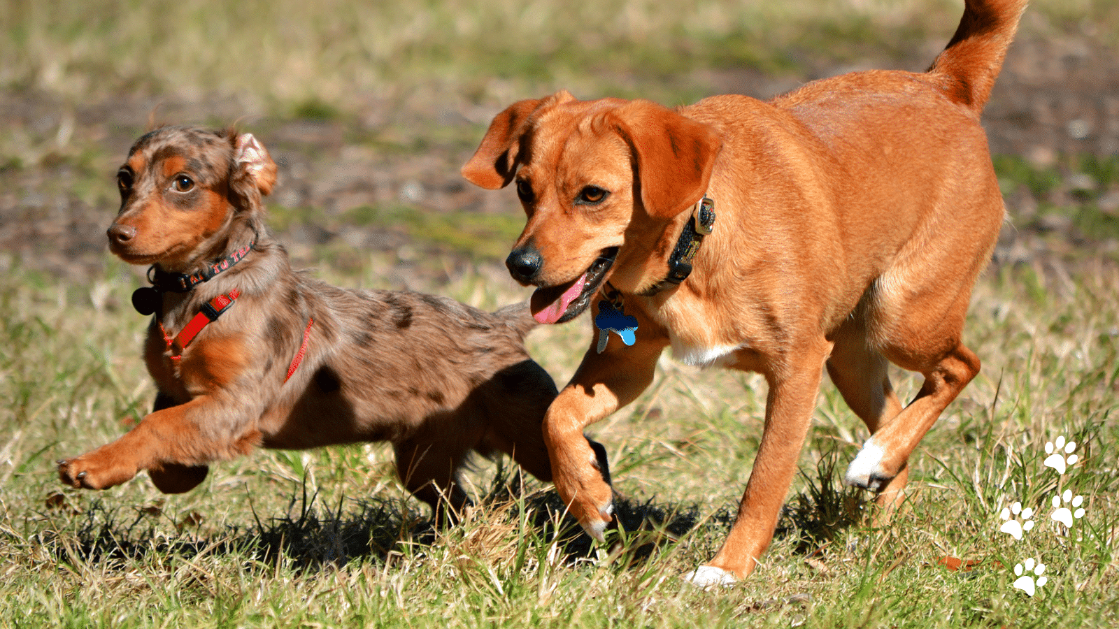 Chiweenie