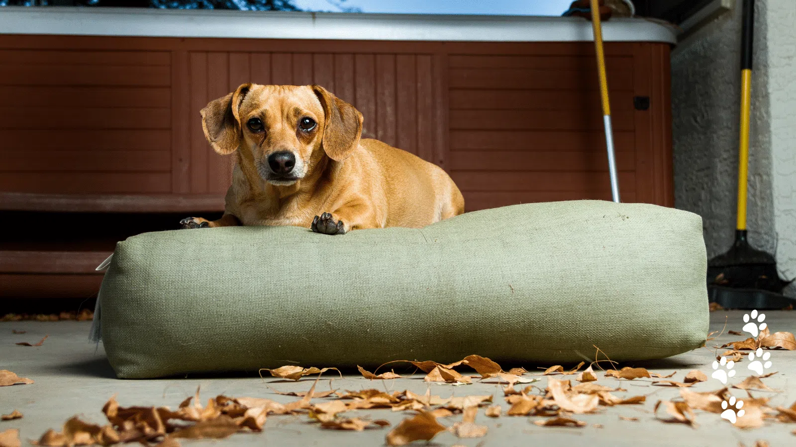 Chiweenie