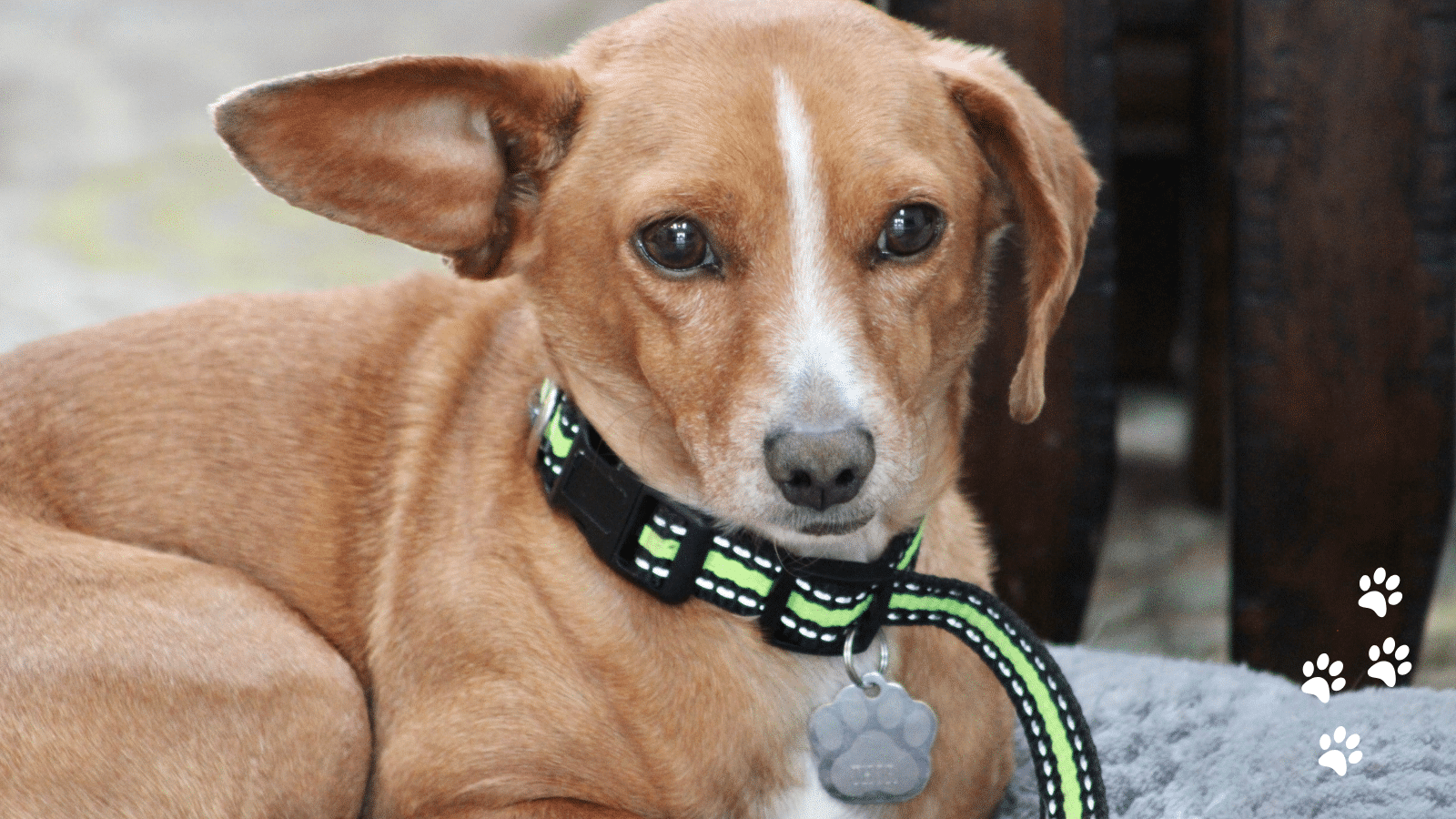Chiweenie