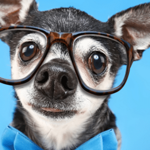 cachorro com óculos/ Nomes de cachorros inteligentes
