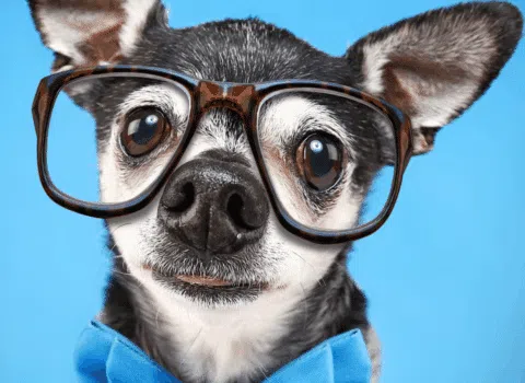 cachorro com óculos/ Nomes de cachorros inteligentes